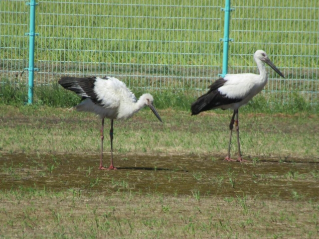 コウノトリ？がきた(◎_◎)